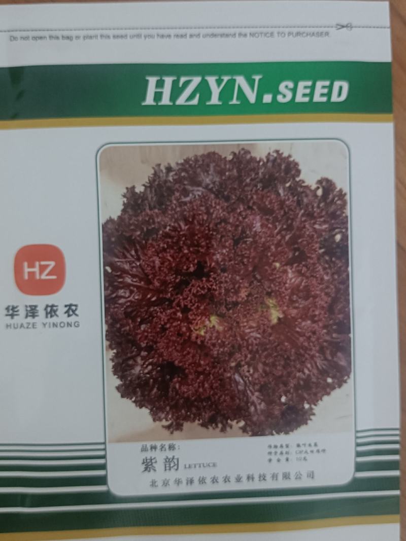 紫嫣-散叶生菜，叶片边缘深紫红色，喜凉，耐低温弱光