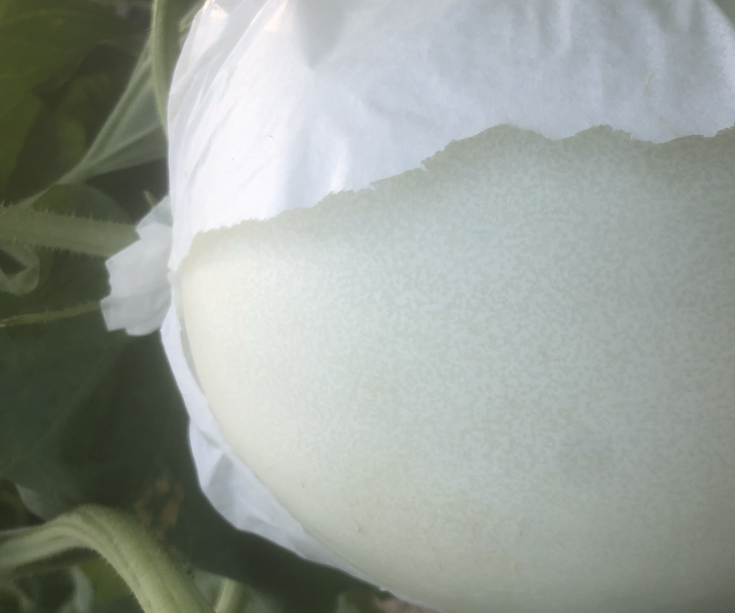 玉菇甜瓜切开后露出白色果肉,质地细腻,色泽洁白 玉菇甜瓜切开展示果肉