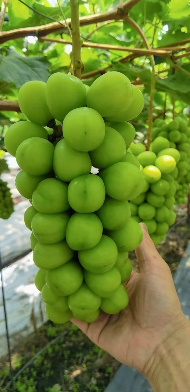 阳光玫瑰