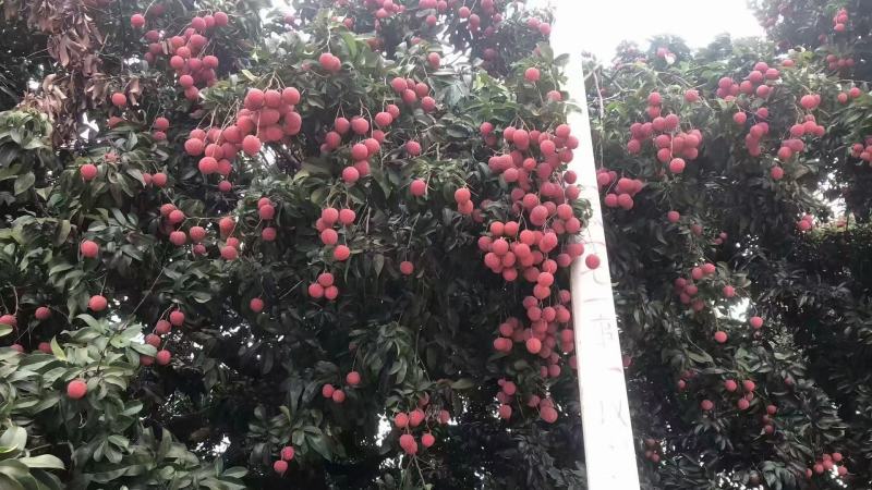 广西桂平禾荔大量上市，有市场销量的老板联系我