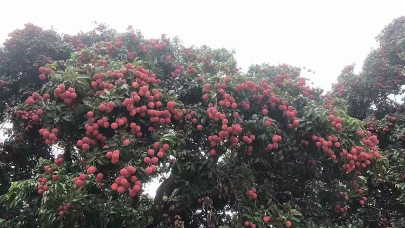 广西桂平禾荔大量上市，有市场销量的老板联系我