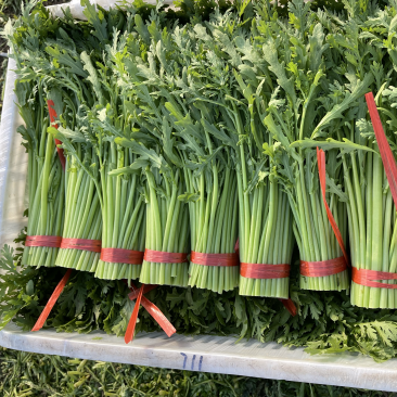 精品茼蒿产地直发一手货源货源稳定量大价优欢迎致电咨询