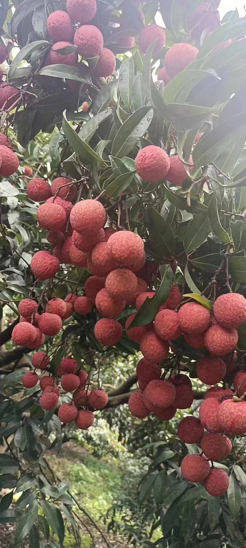 广西桂平禾荔大量上市，有市场销量的老板联系我
