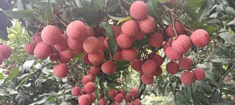 广西桂平禾荔大量上市，有市场销量的老板联系我
