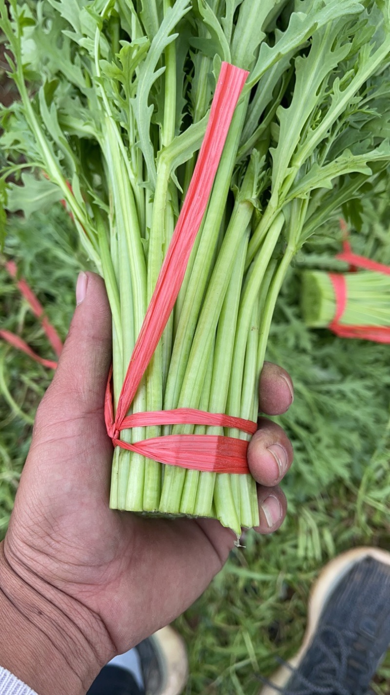 精品茼蒿产地直发一手货源货源稳定量大价优欢迎致电咨询
