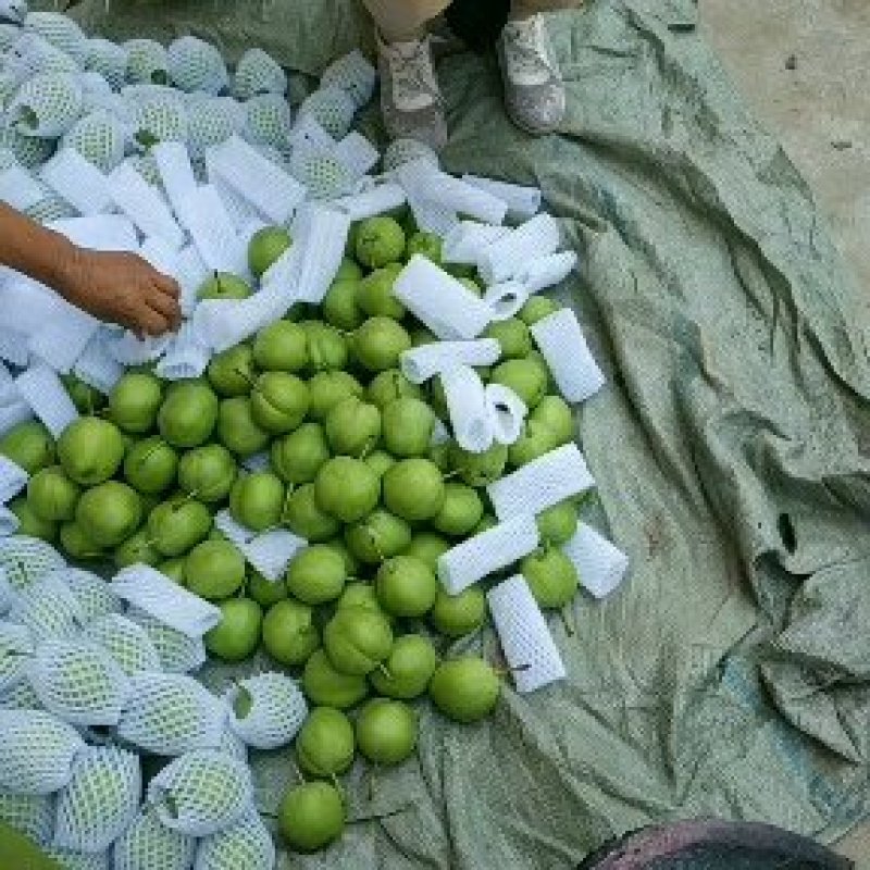 蒲城早熟梨(六月酥)大量有货，果皮青绿，无渣，一手货源。
