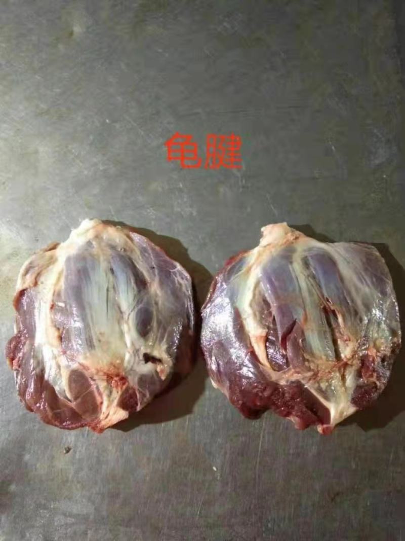 母猪龟腱