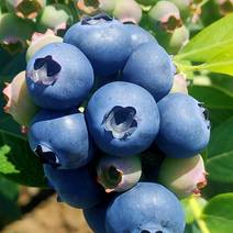 蓝莓苗，出售蓝莓5一7年大树蓝莓苗，结果大，产量高。