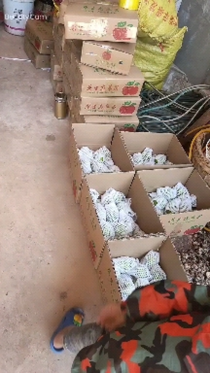 苹果已上市，欢迎各位老板的光临，物流也走，货源大量供