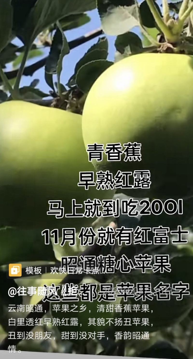 苹果已上市，欢迎各位老板的光临，物流也走，货源大量供