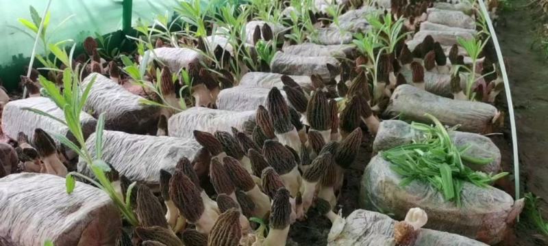 羊肚菌干品