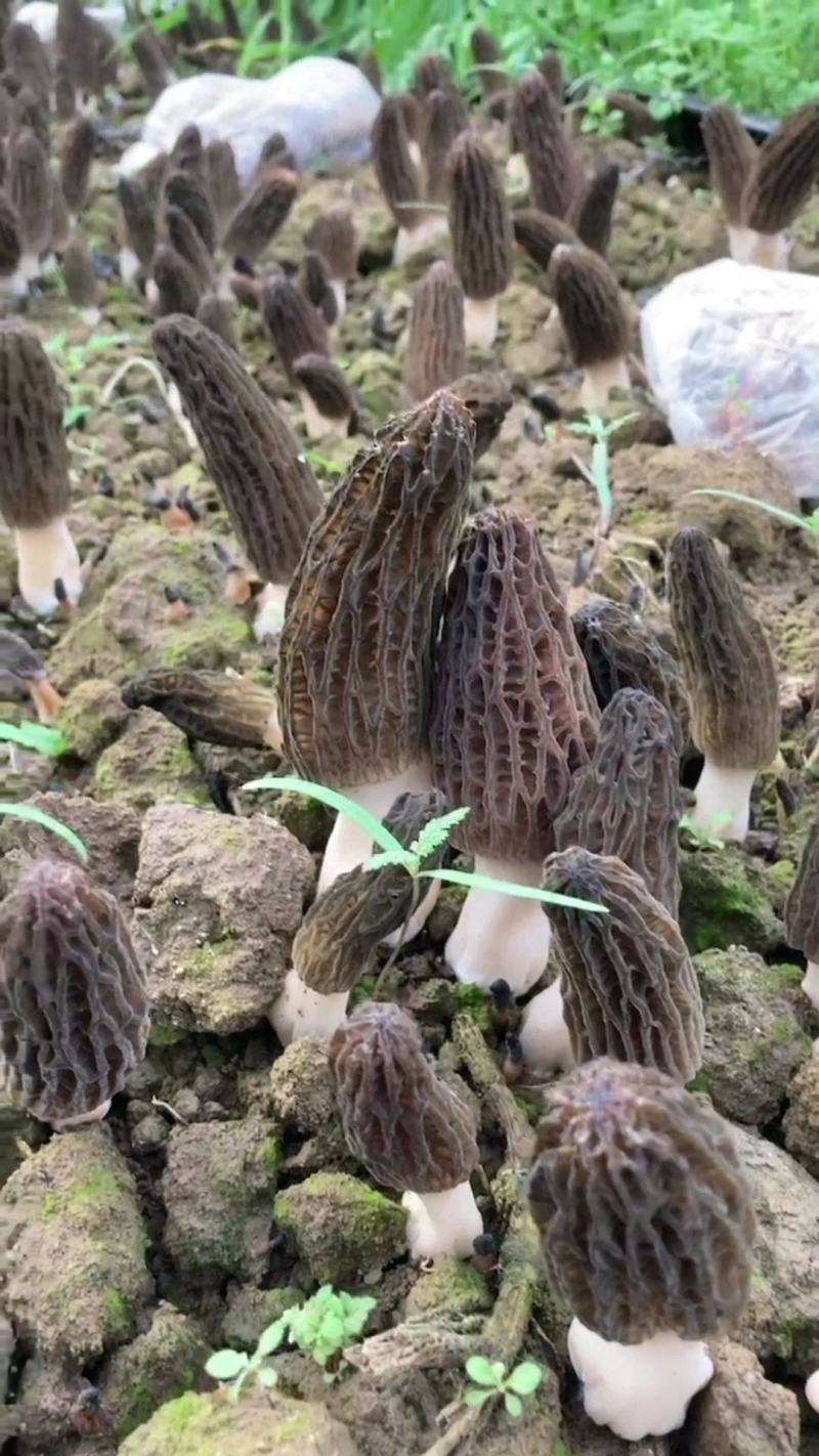 羊肚菌干品