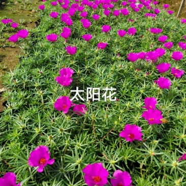 太阳花，满天苗杯苗基地直销