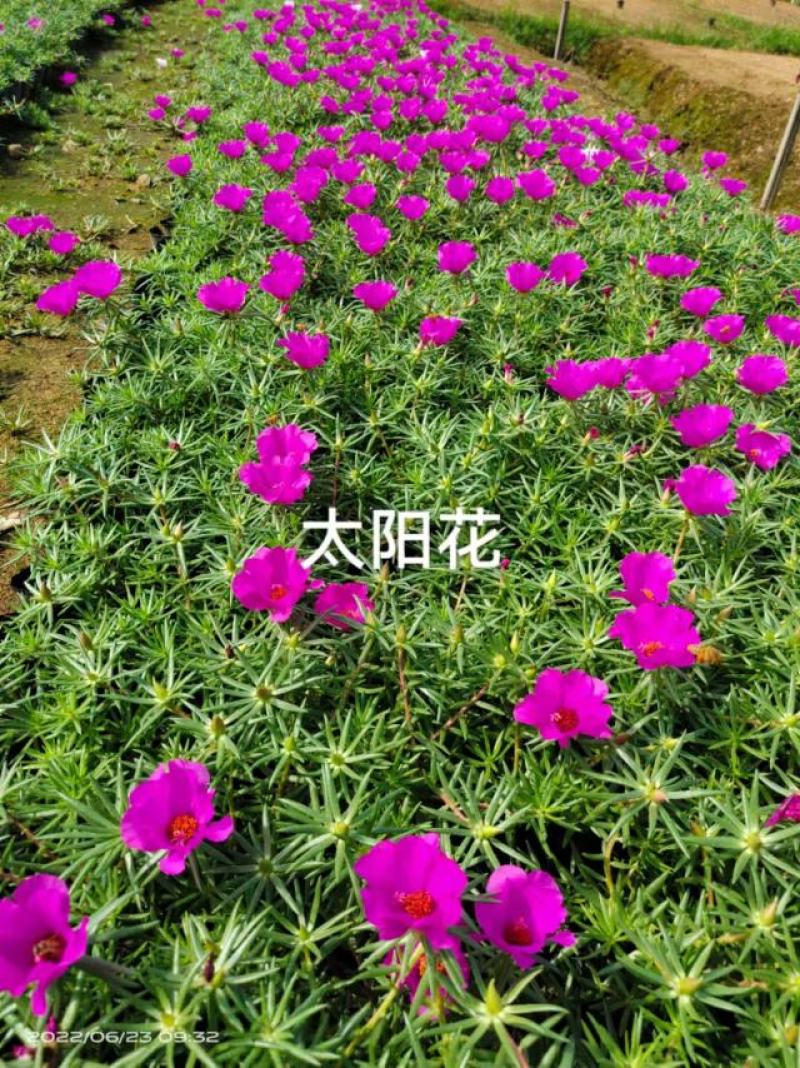 太阳花，满天苗杯苗基地直销
