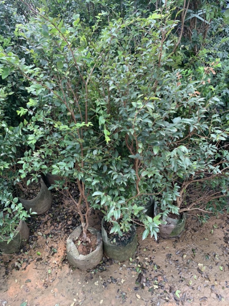 嘉宝果树苗树葡萄苗正宗台湾树葡萄沙巴四季南北种植量大优惠