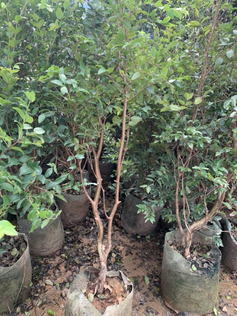 嘉宝果树苗树葡萄苗正宗台湾树葡萄沙巴四季南北种植量大优惠