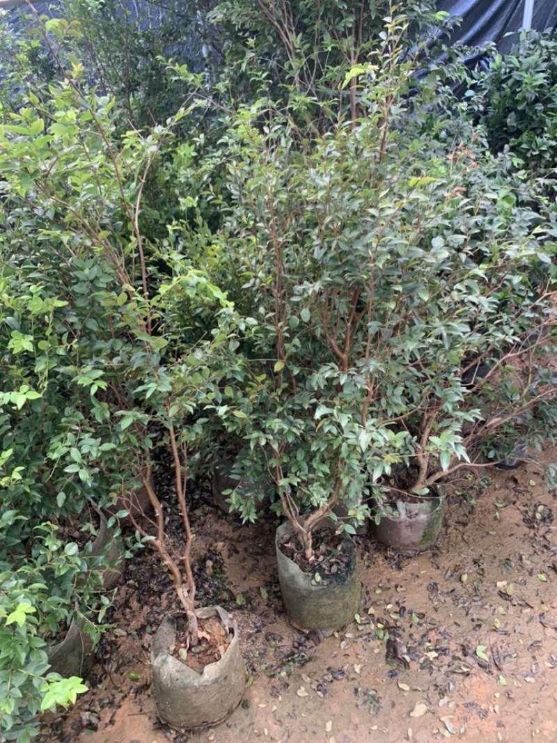嘉宝果树苗树葡萄苗正宗台湾树葡萄沙巴四季南北种植量大优惠