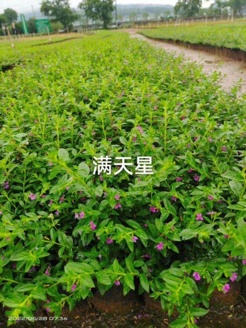 太阳花，满天苗杯苗基地直销