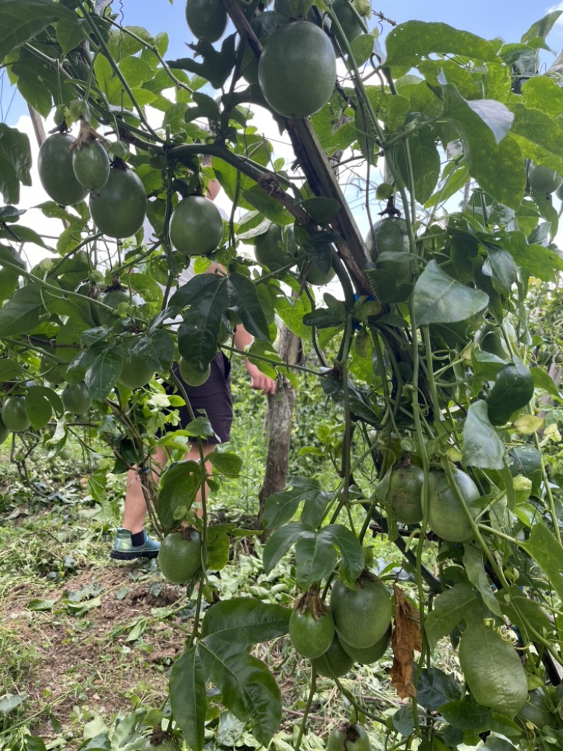 云南文山百香果台农一号次果，没有生果没有臭果