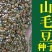 山毛豆种子白灰毛豆种子道路河堤护坡绿化矿山修复绿喷播灌木