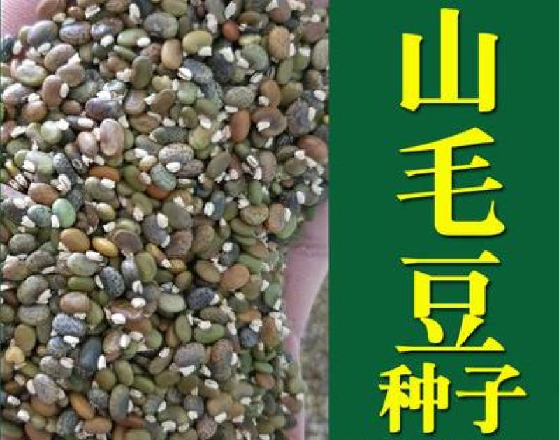 山毛豆种子白灰毛豆种子道路河堤护坡绿化矿山修复绿喷播灌木