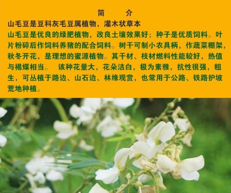 山毛豆种子白灰毛豆种子道路河堤护坡绿化矿山修复绿喷播灌木