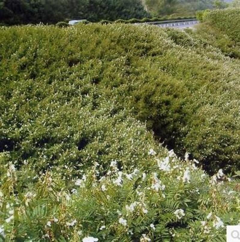 山毛豆种子白灰毛豆种子道路河堤护坡绿化矿山修复绿喷播灌木