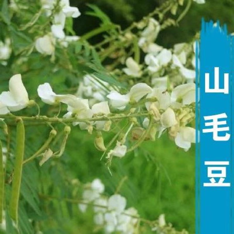 山毛豆种子白灰毛豆种子道路河堤护坡绿化矿山修复绿喷播灌木