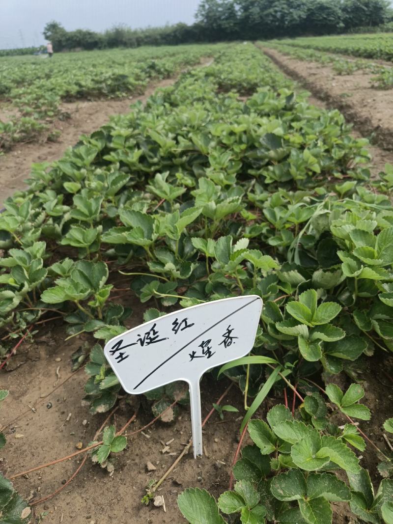（章姬草莓苗)无病脱毒苗提供技术指导，保证品种保证质量