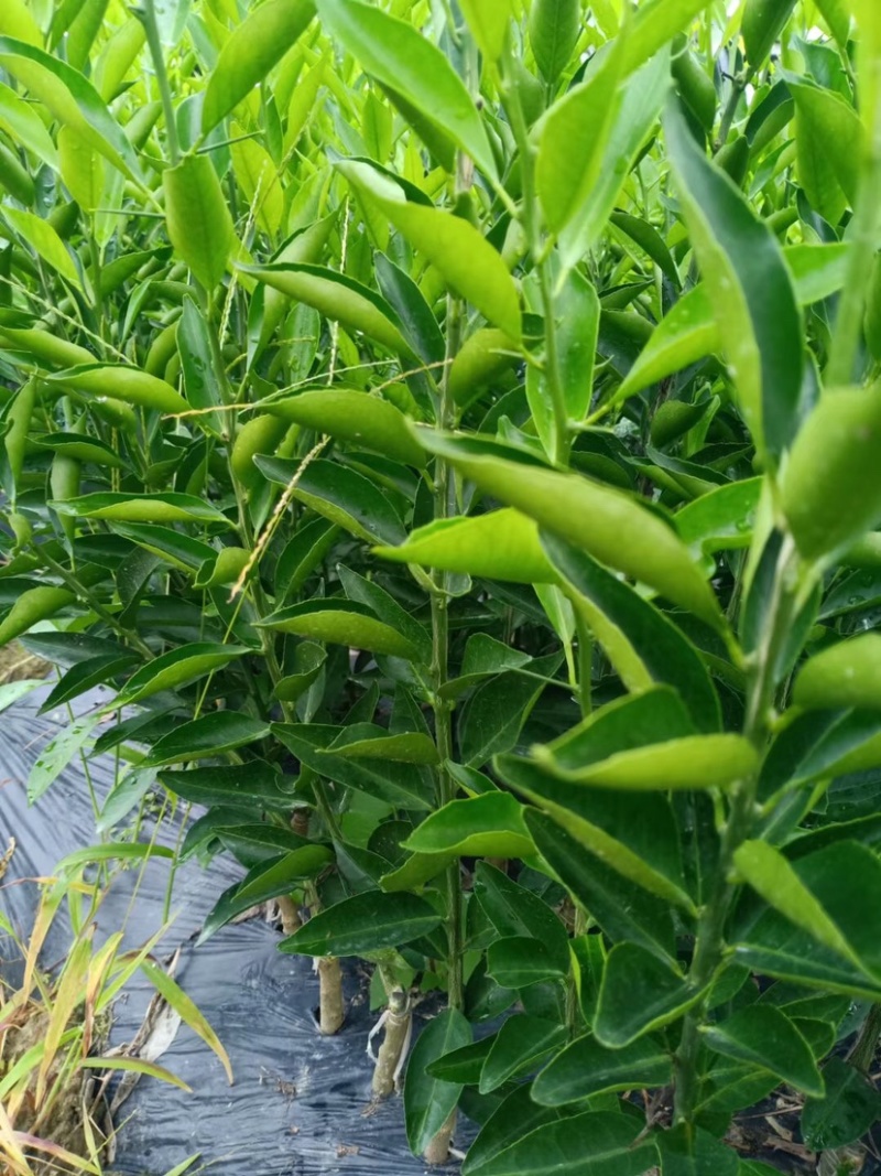 红柠檬头嫁接新会柑苗小青柑苗陈皮柑苗剥皮柑苗
