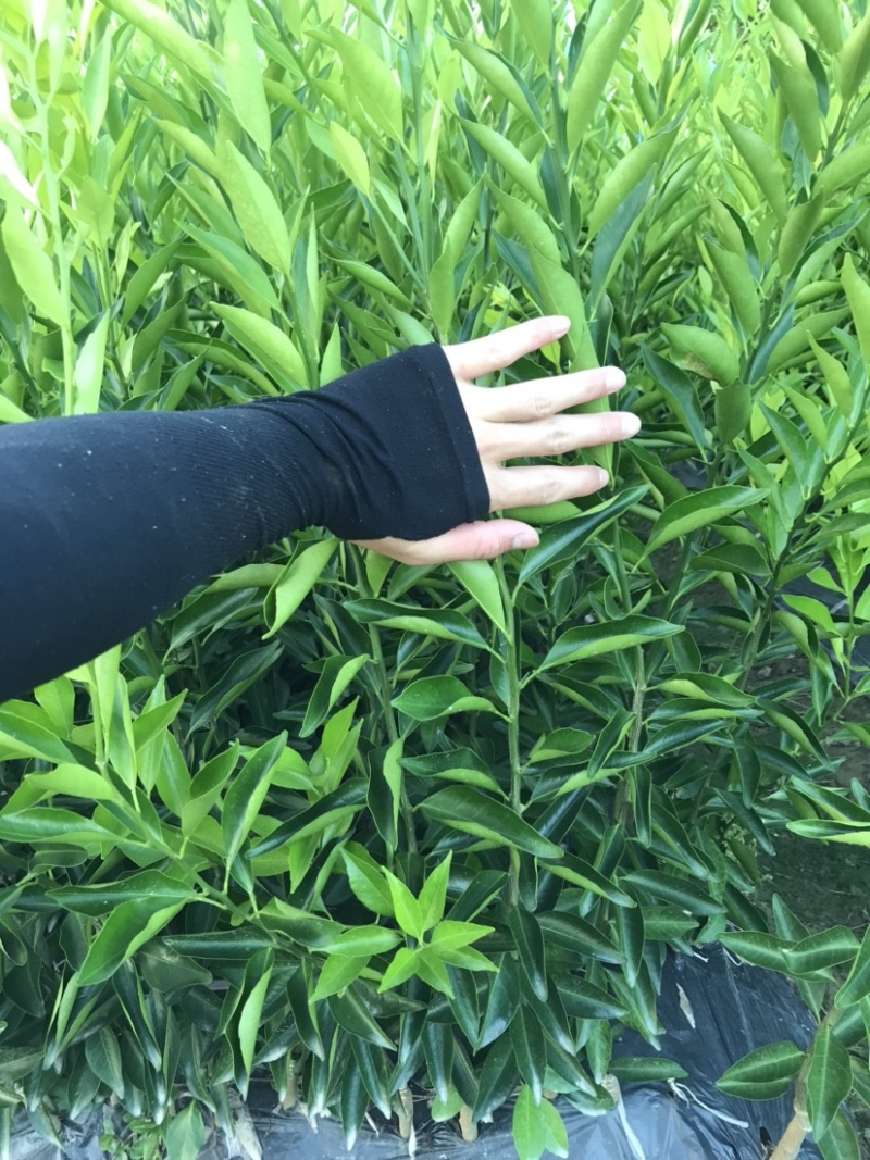 红柠檬头嫁接新会柑苗小青柑苗陈皮柑苗剥皮柑苗