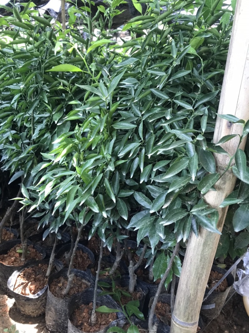 新会柑袋苗小青柑杯苗陈皮柑袋