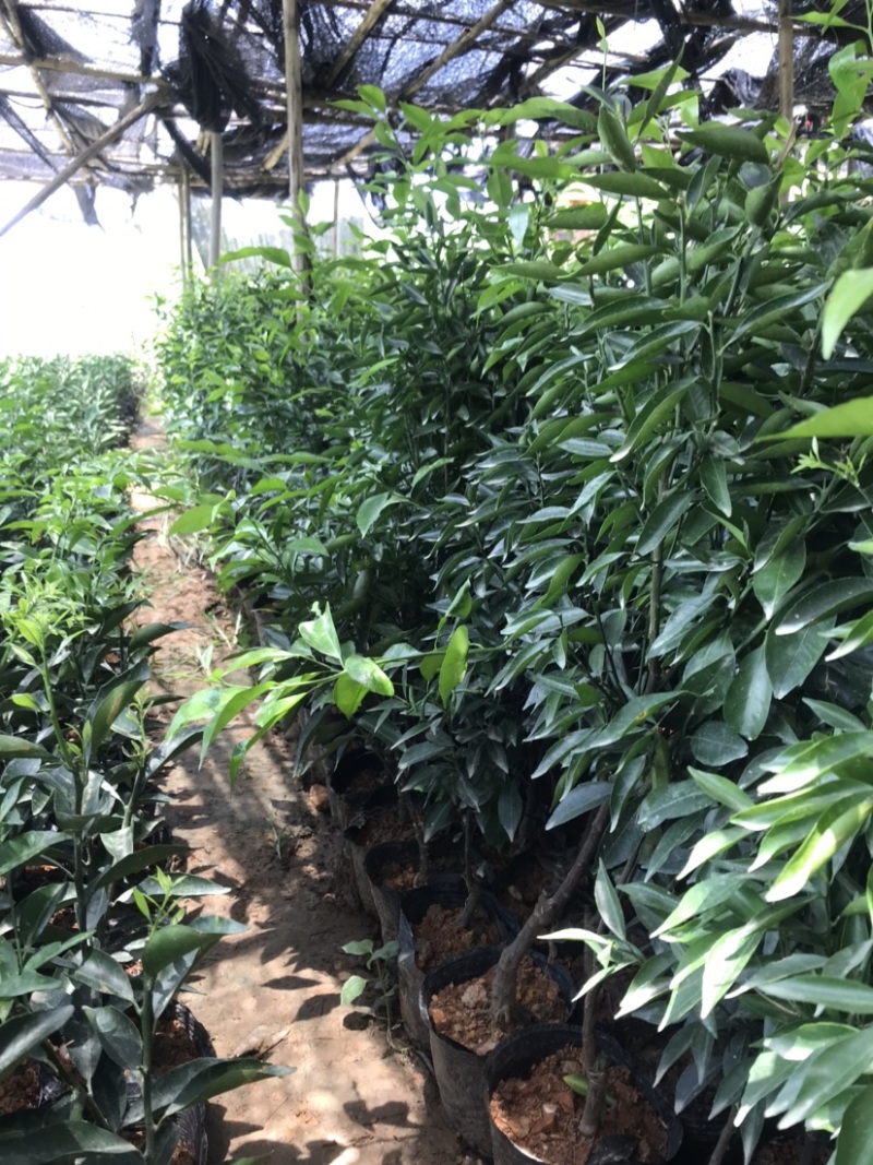 新会柑袋苗小青柑杯苗陈皮柑袋