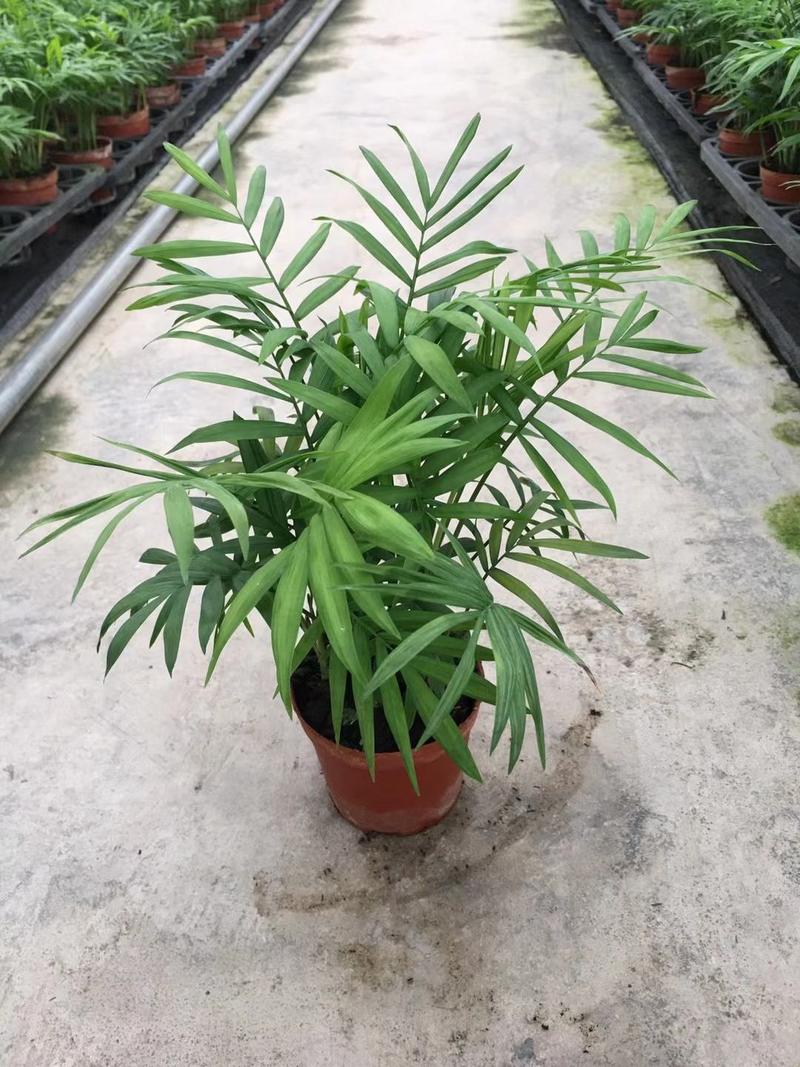 90#袖珍椰子盆栽室内盆栽小绿植整箱发物流