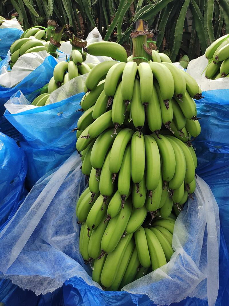 广东省湛江市遂溪县巴西香蕉大量有货欢迎各位老板前来咨询