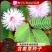 含羞草种子阳台绿植春季花种子室内盆栽易种易活含羞草种子