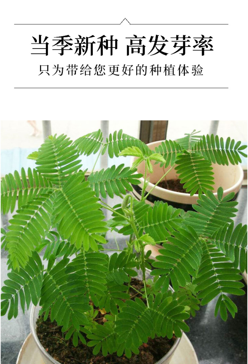 含羞草种子阳台绿植春季花种子室内盆栽易种易活含羞草种子