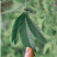 含羞草种子阳台绿植春季花种子室内盆栽易种易活含羞草种子