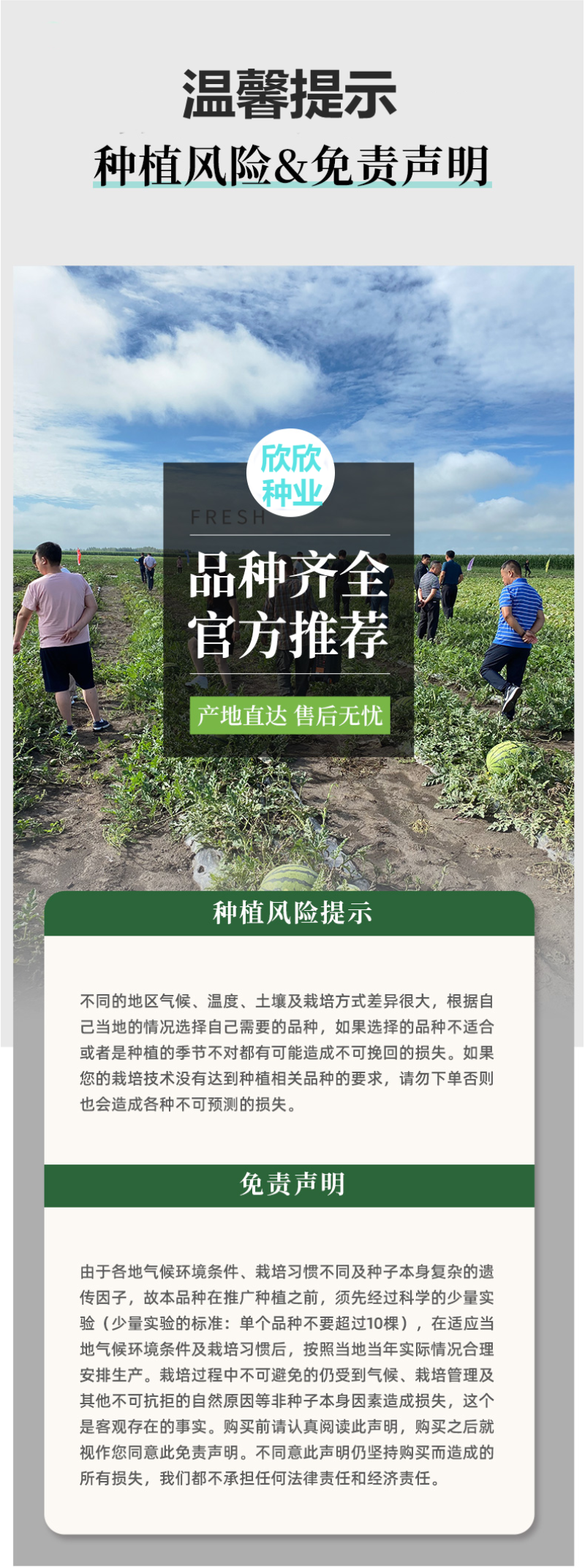 含羞草种子阳台绿植春季花种子室内盆栽易种易活含羞草种子