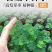 含羞草种子阳台绿植春季花种子室内盆栽易种易活含羞草种子