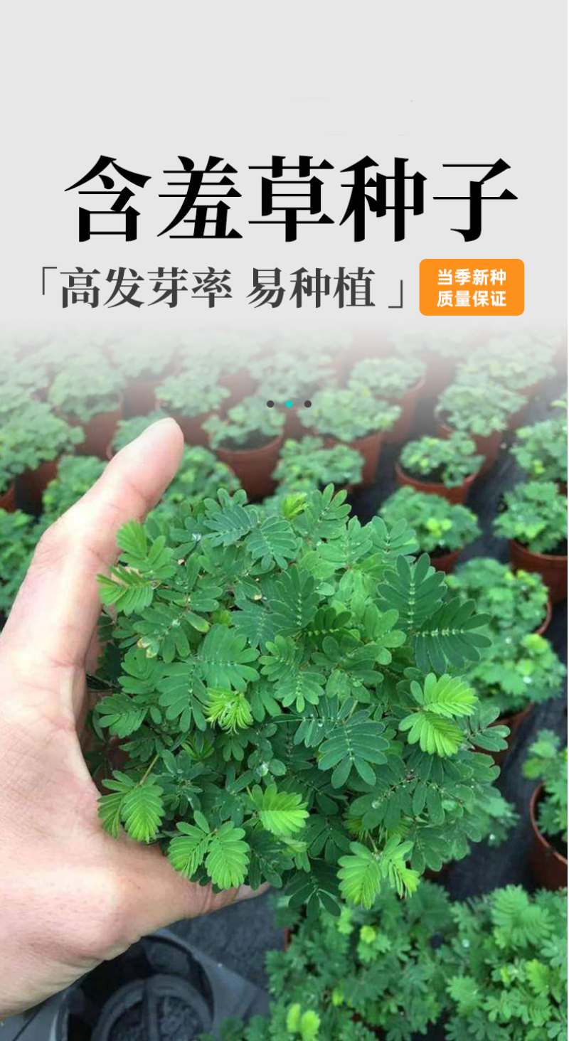 含羞草种子阳台绿植春季花种子室内盆栽易种易活含羞草种子