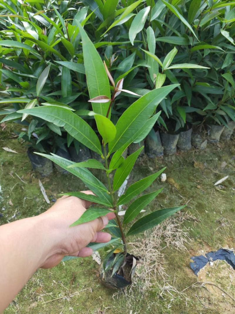 水蒲桃袋苗庭院盆栽地栽绿化苗四季常青