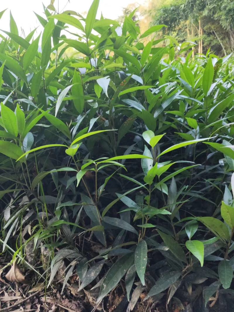 水蒲桃袋苗庭院盆栽地栽绿化苗四季常青