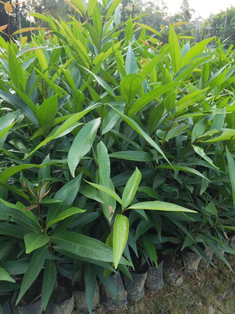 水蒲桃袋苗庭院盆栽地栽绿化苗四季常青
