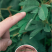 含羞草种子阳台绿植春季花种子室内盆栽易种易活含羞草种子