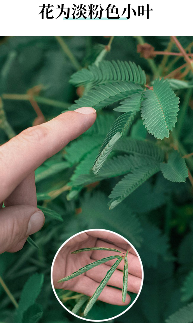 含羞草种子阳台绿植春季花种子室内盆栽易种易活含羞草种子