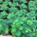 含羞草种子阳台绿植春季花种子室内盆栽易种易活含羞草种子