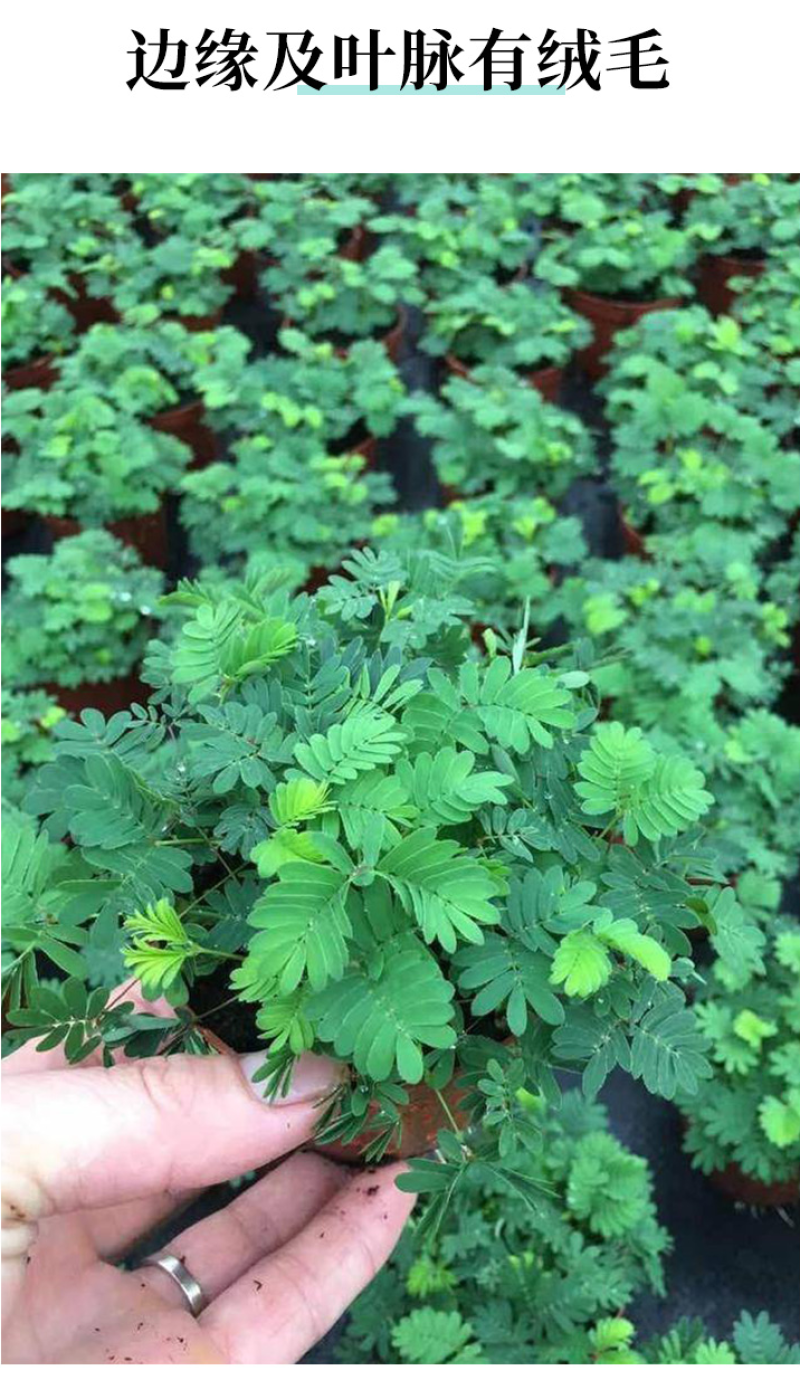 含羞草种子阳台绿植春季花种子室内盆栽易种易活含羞草种子