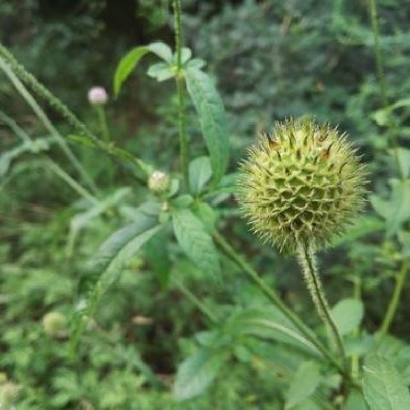 纯野生新鲜干货续断中药食材