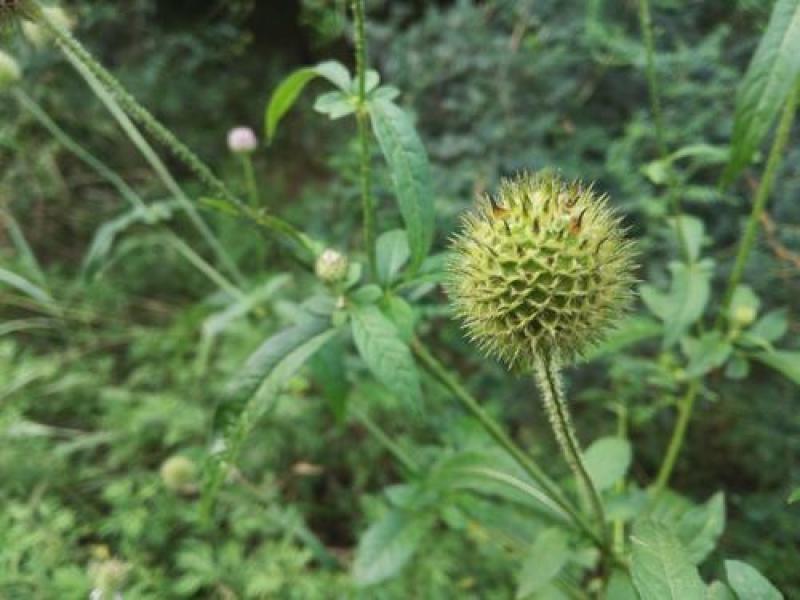 纯野生新鲜干货续断中药食材